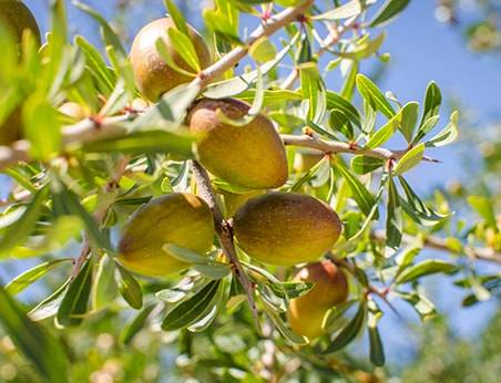 L’Huile d’Argan, ce trésor millénaire venu d’Orient